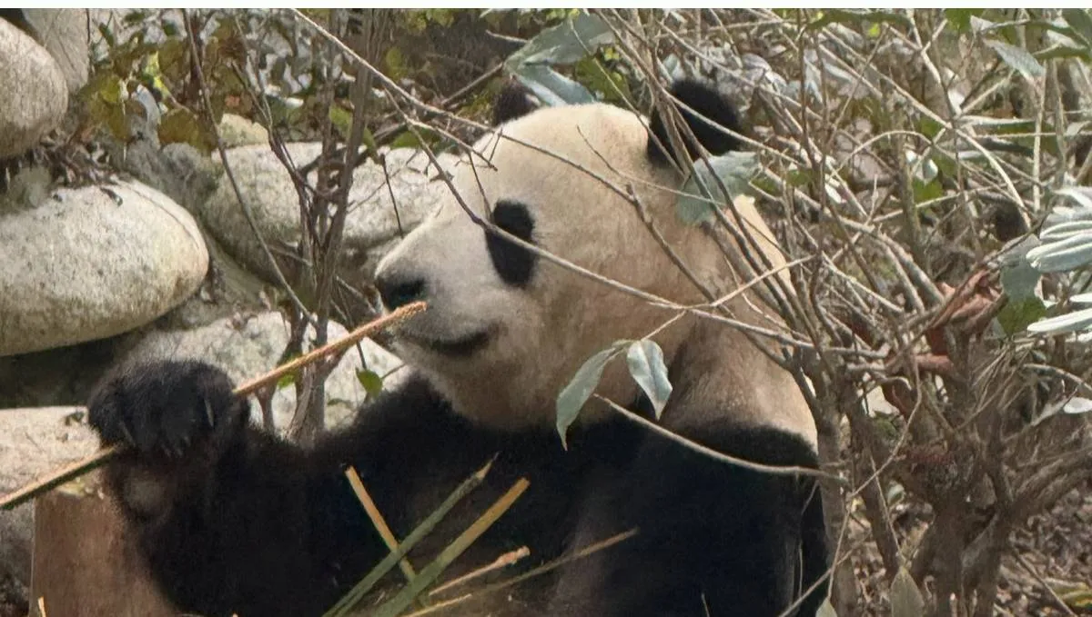 1 ponto vale quantas milhas? Descubra a cotação que pode render milhões